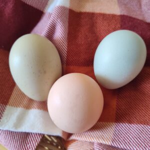 Fresh Eggs 12ct